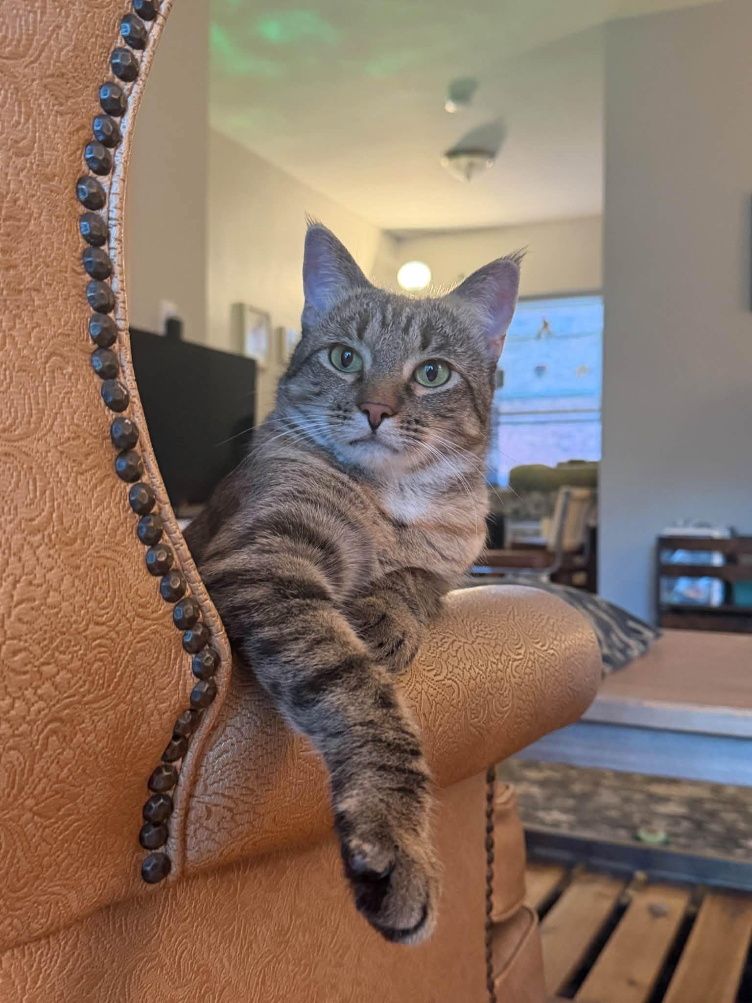 Saturday, Adoptable, Adult Female Domestic Short Hair.
