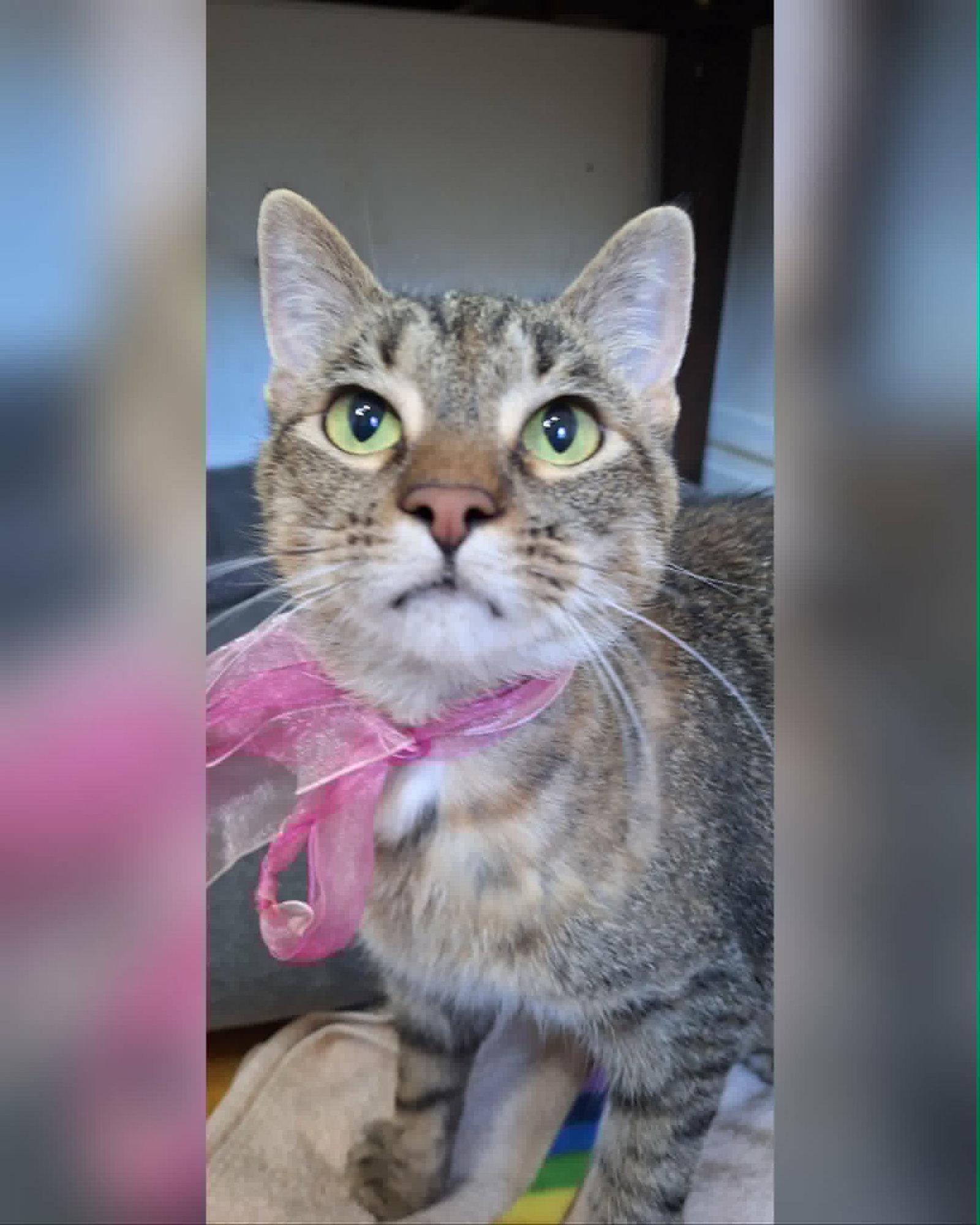 Saturday, a Adoptable Domestic Short Hair in Chicago, IL image 1/2
