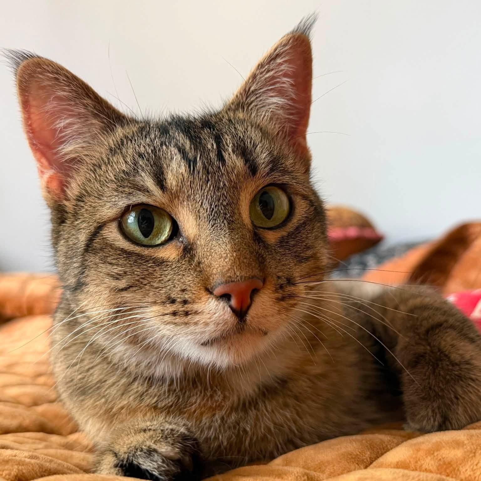 Enlarge Saturday, a Adoptable Domestic Short Hair in Chicago, IL image 2/3