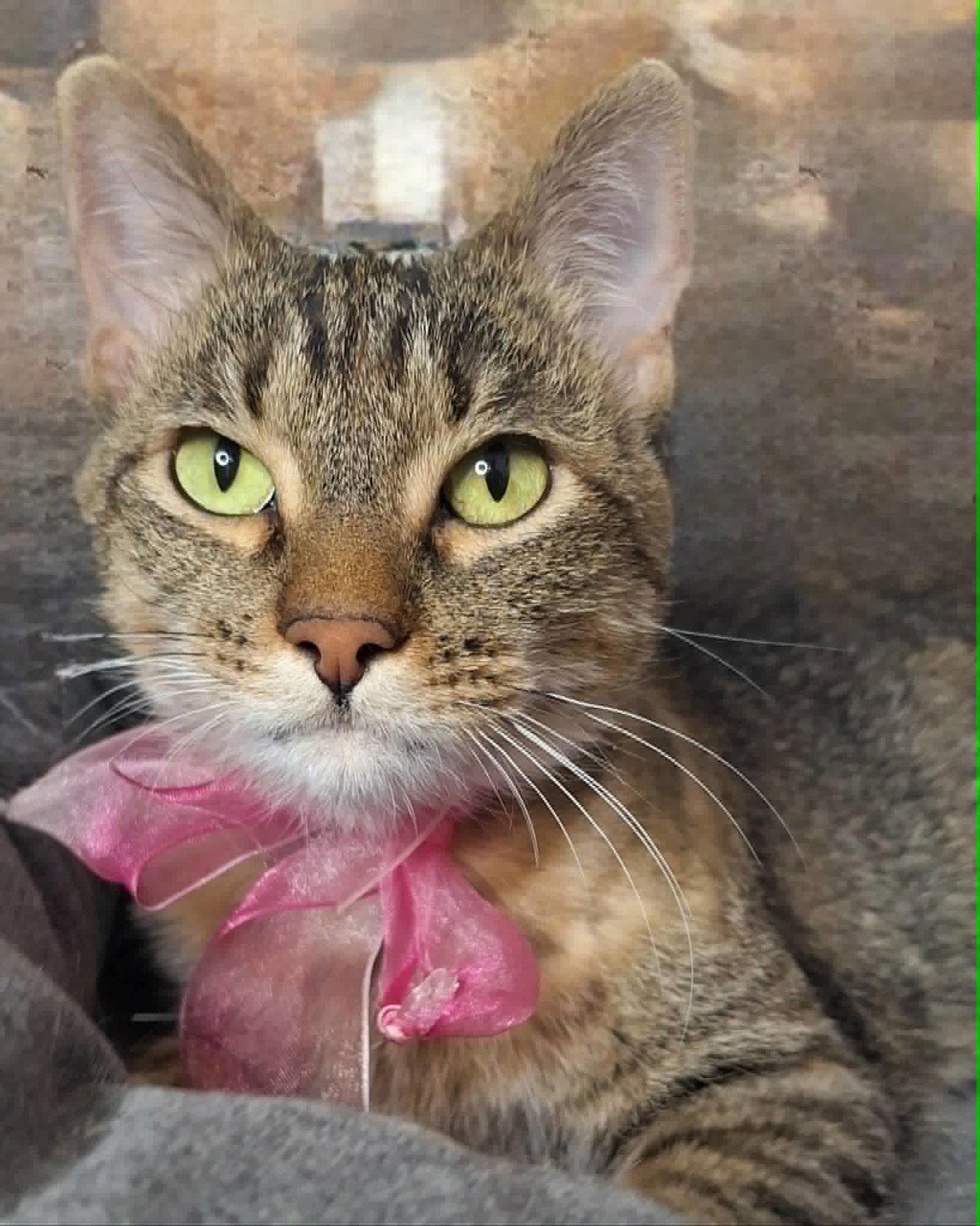 Saturday, a Adoptable Domestic Short Hair in Chicago, IL image 2/2