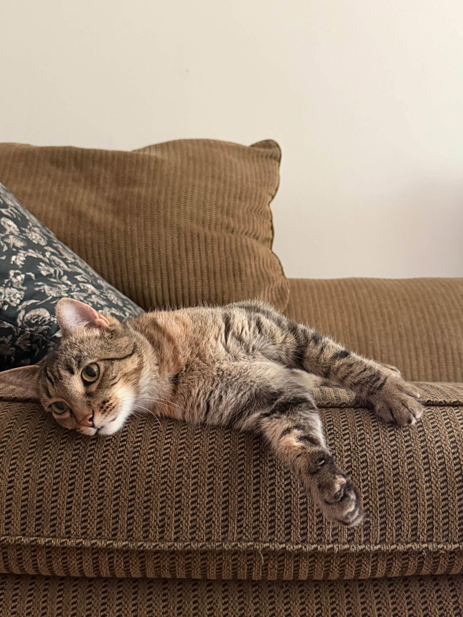 Enlarge Saturday, a Adoptable Domestic Short Hair in Chicago, IL image 3/3