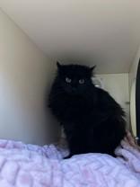 Hollyberry, a Adoptable Oriental Long Hair in Hamilton, MT image 1/2