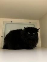 Hollyberry thumbnail 2