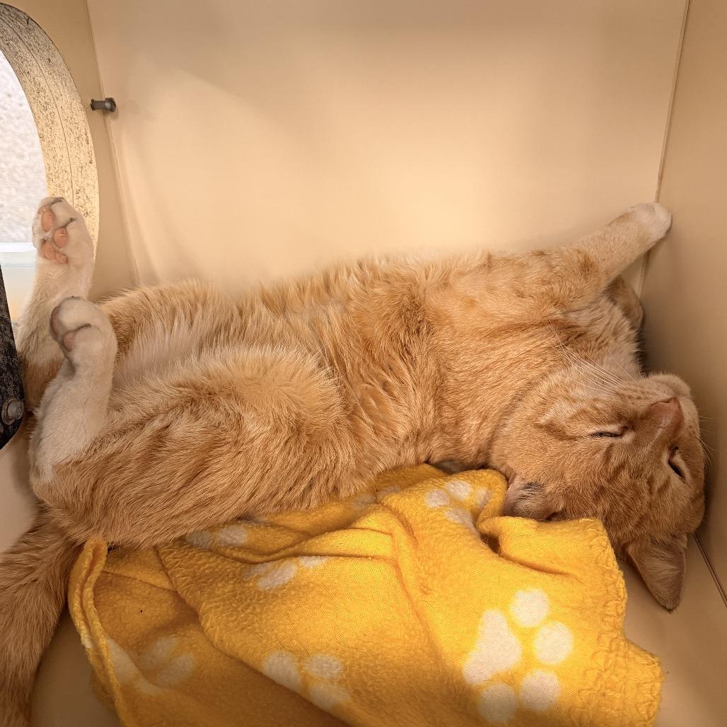 Enlarge Peter, a Adoptable Domestic Short Hair in Hinsdale, IL image 1/3