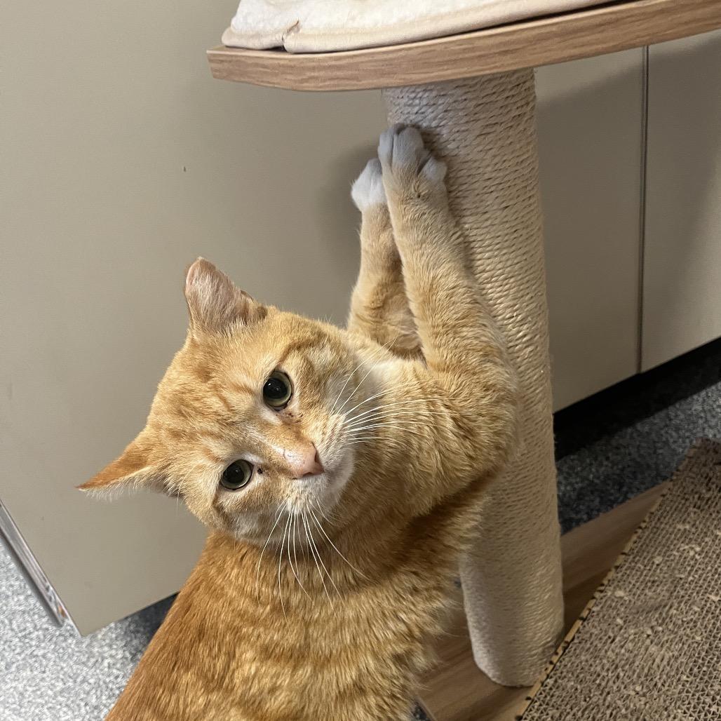Enlarge Peter, a Adoptable Domestic Short Hair in Hinsdale, IL image 2/3