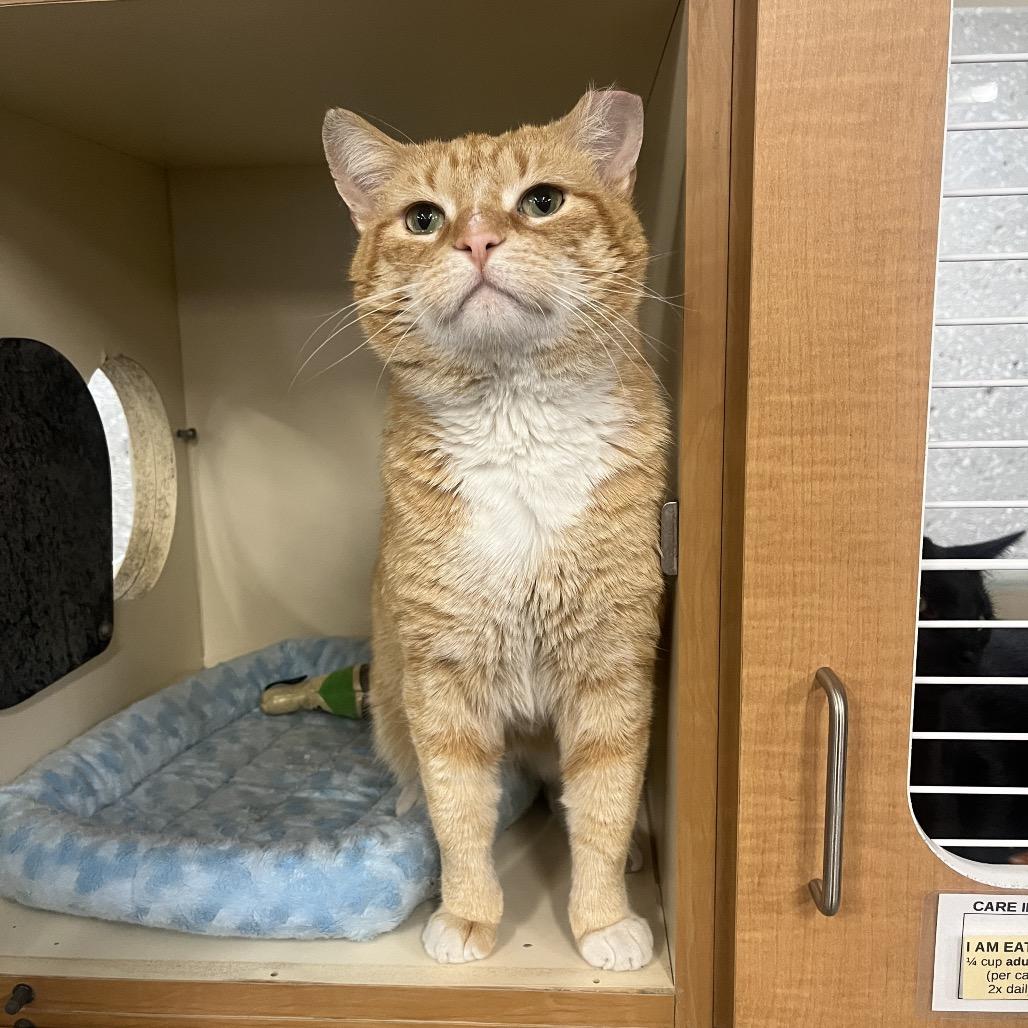 Enlarge Peter, a Adoptable Domestic Short Hair in Hinsdale, IL image 3/3