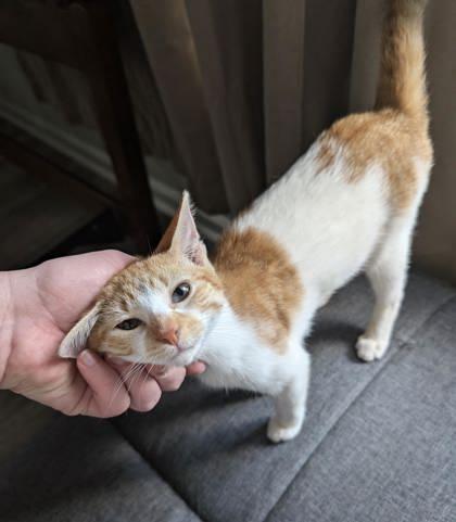 Peach (156703) (In a Foster Home)