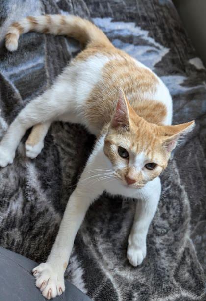 Peach (156703) (In a Foster Home)