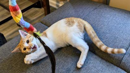 Peach (156703) (In a Foster Home)