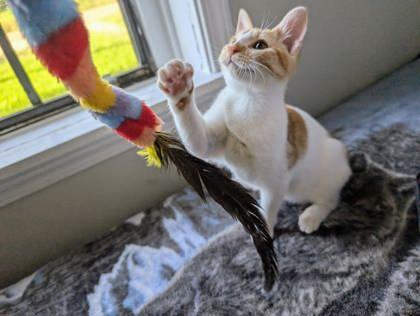 Peach (156703) (In a Foster Home)