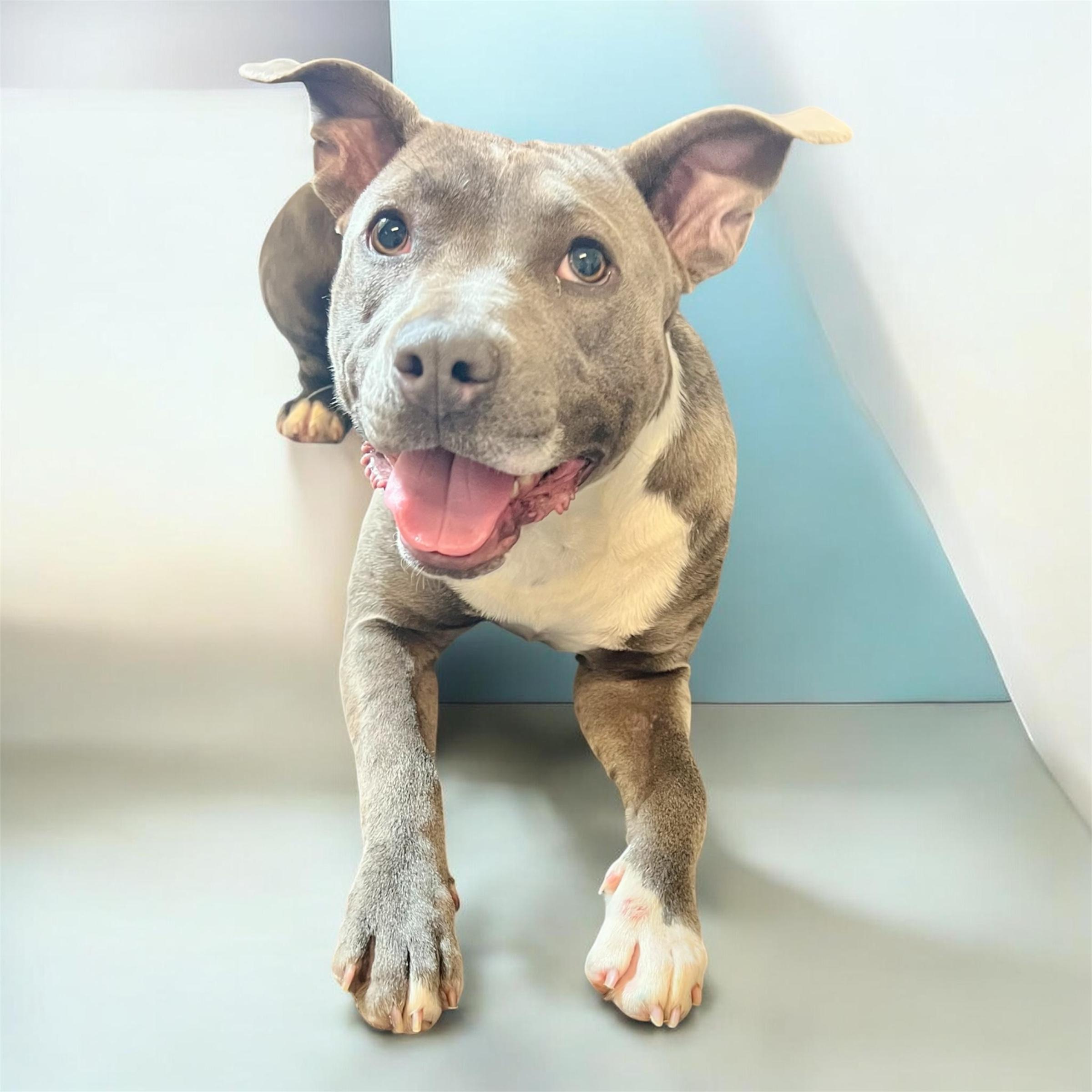 Enlarge Dora, a ADOPTABLE Pit Bull Terrier in Horn Lake, MS image 2/6