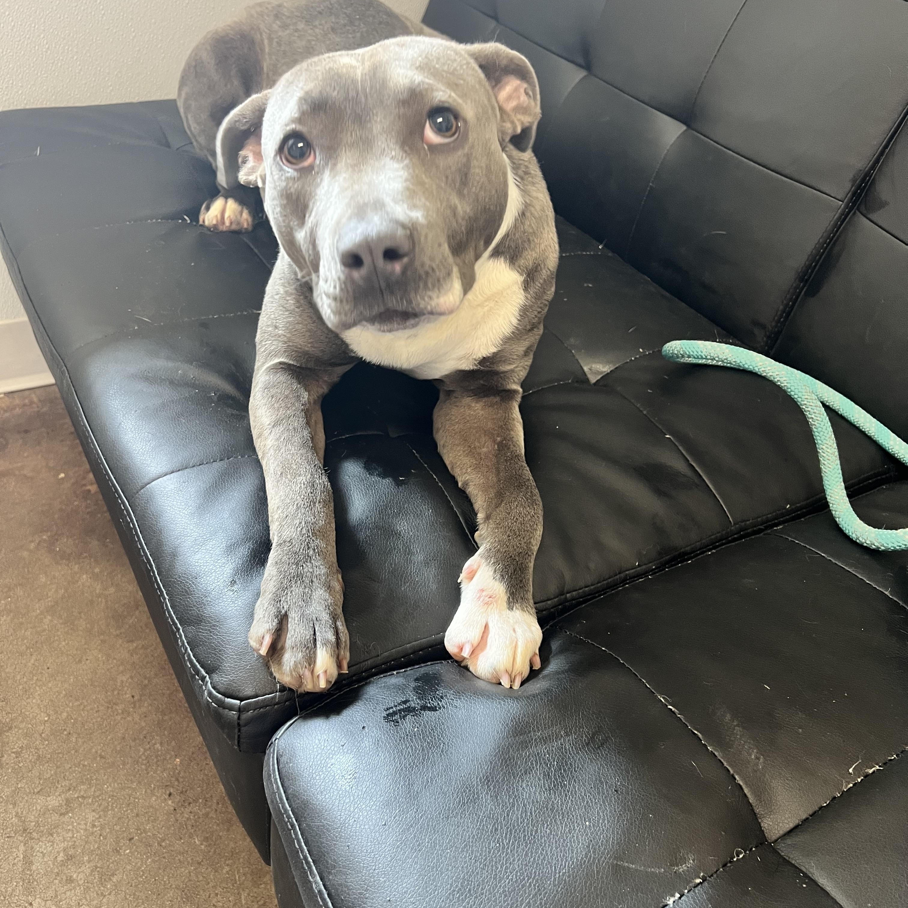 Enlarge Dora, a ADOPTABLE Pit Bull Terrier in Horn Lake, MS image 4/6