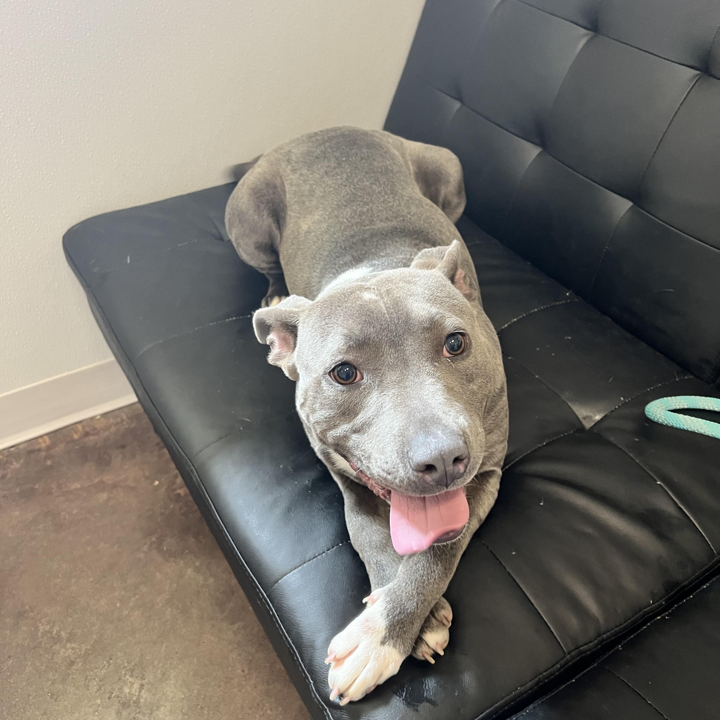 Enlarge Dora, a ADOPTABLE Pit Bull Terrier in Horn Lake, MS image 5/6