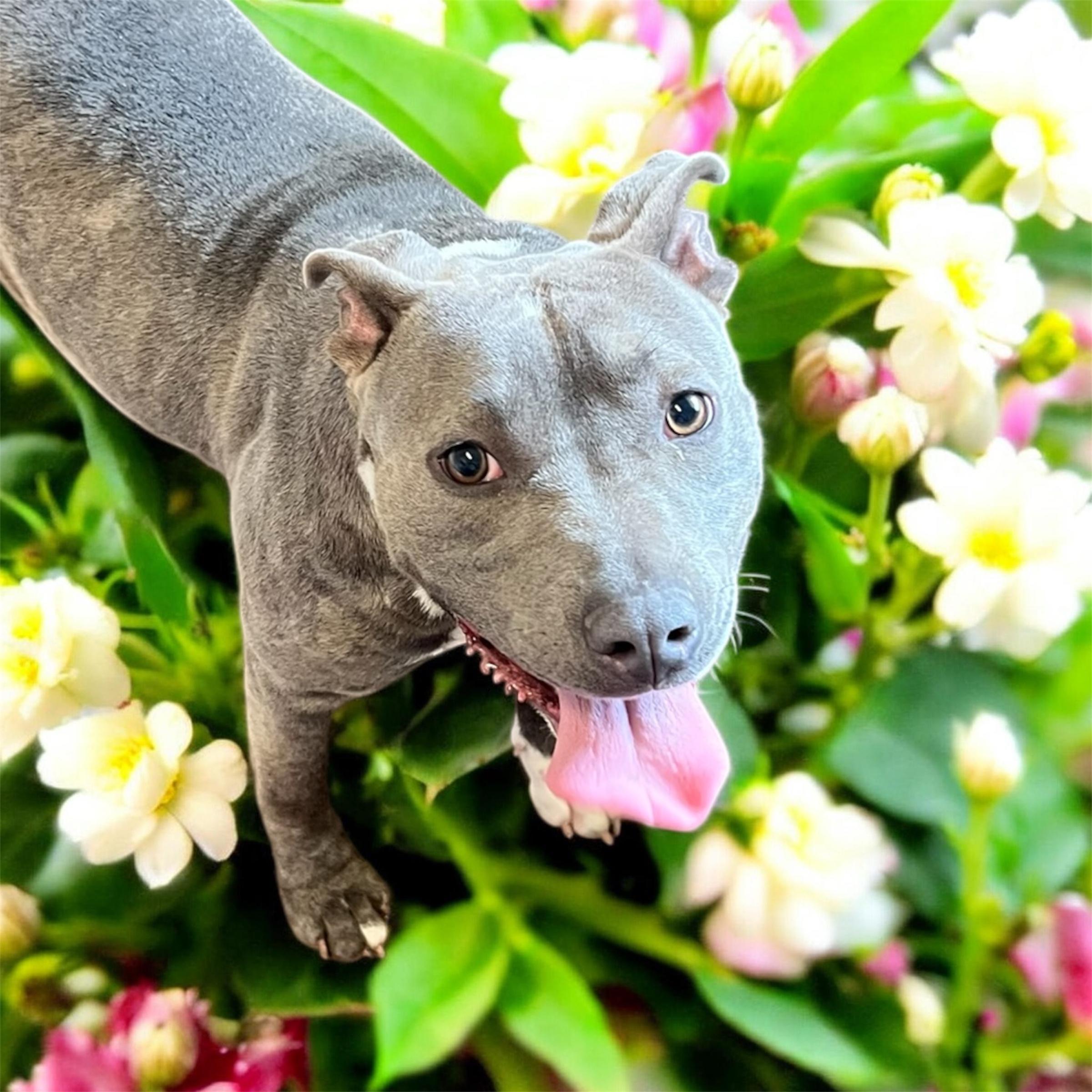 Enlarge Dora, a ADOPTABLE Pit Bull Terrier in Horn Lake, MS image 1/6