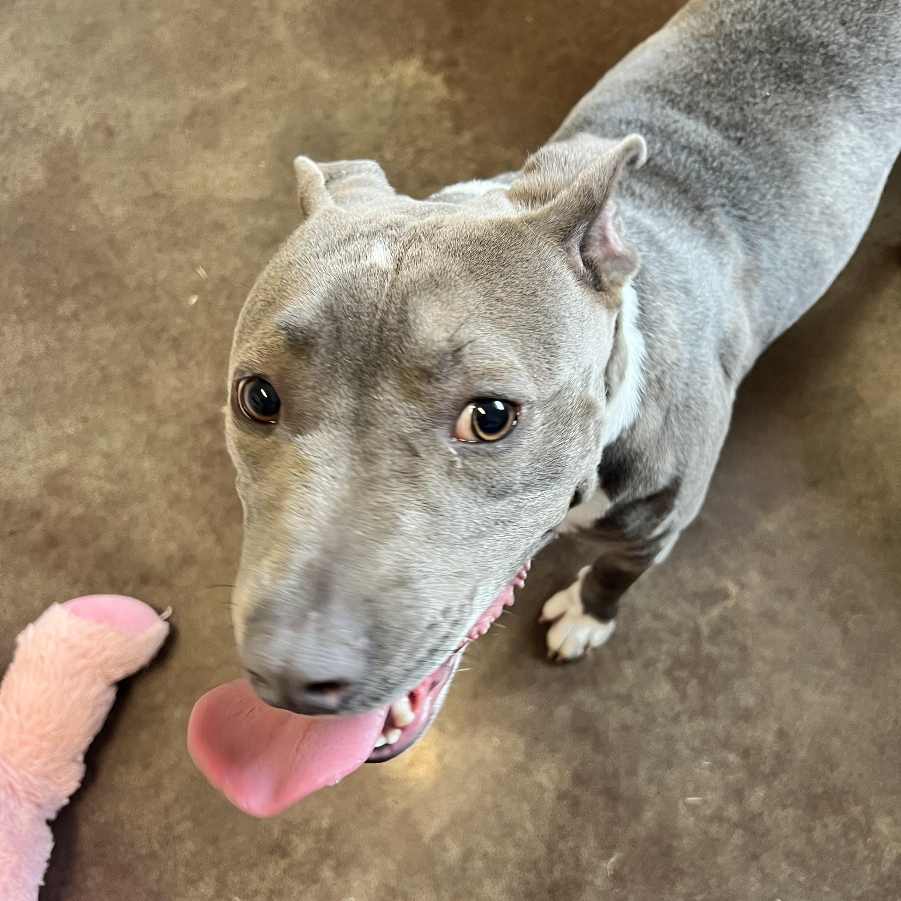 Enlarge Dora, a ADOPTABLE Pit Bull Terrier in Horn Lake, MS image 3/6