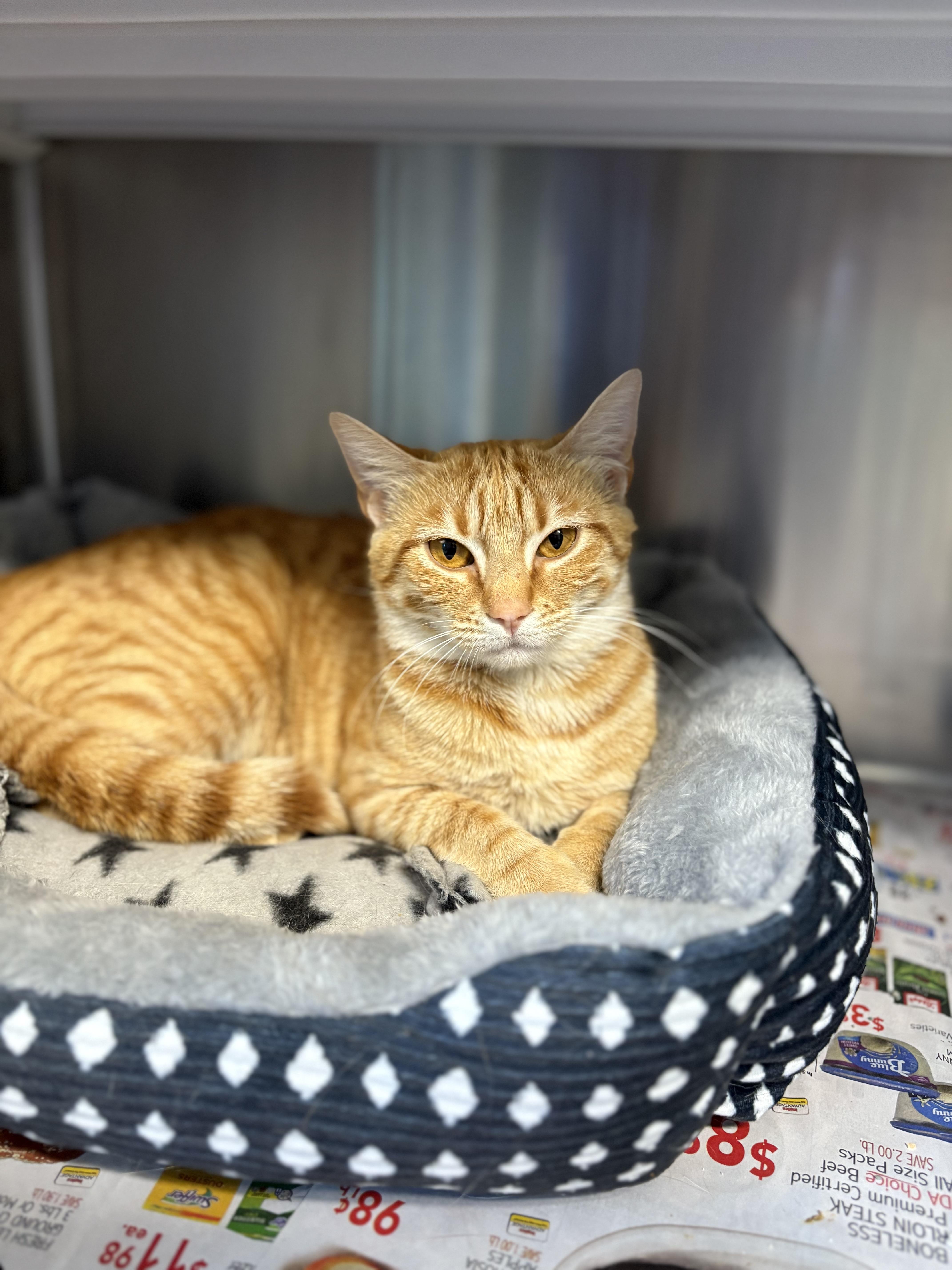 Enlarge MoMo , a ADOPTABLE Domestic Short Hair in Cullowhee, NC image 1/1