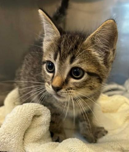 Beans, Adoptable, Kitten Male Domestic Short Hair & Domestic Short Hair.