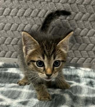 Enlarge Beans, a Adoptable mixed breed in Lampasas, TX image 2/2