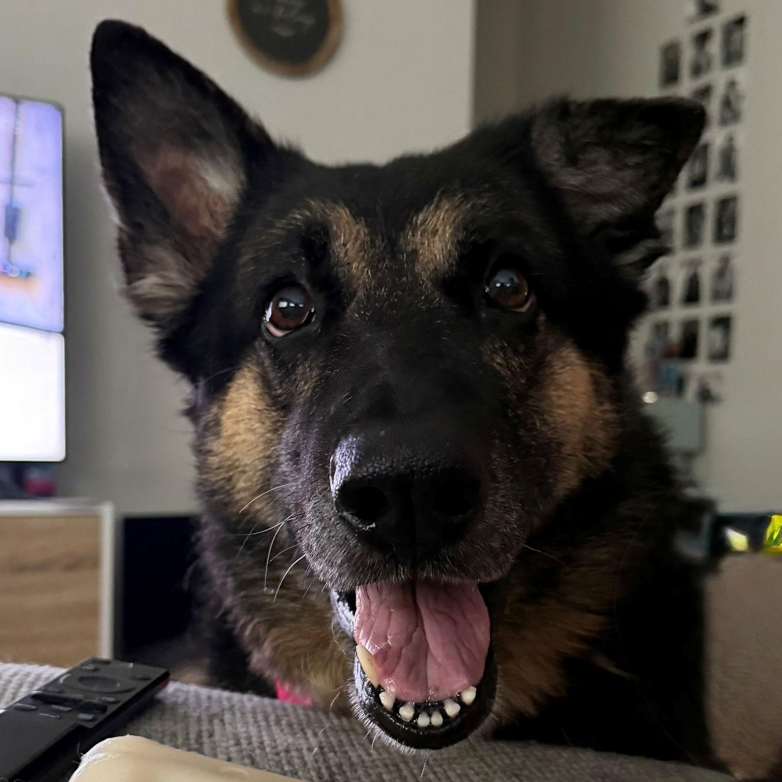 Memaw, Adoptable, Senior Female German Shepherd Dog.