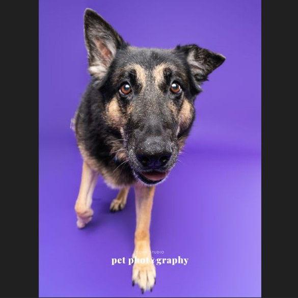 Memaw, Adoptable, Senior Female German Shepherd Dog.