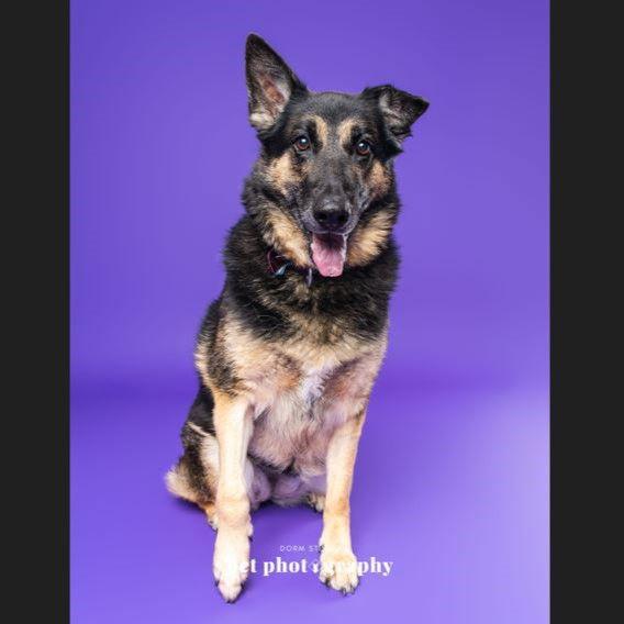 Enlarge Memaw, a Adoptable German Shepherd Dog in Fargo, ND image 2/3