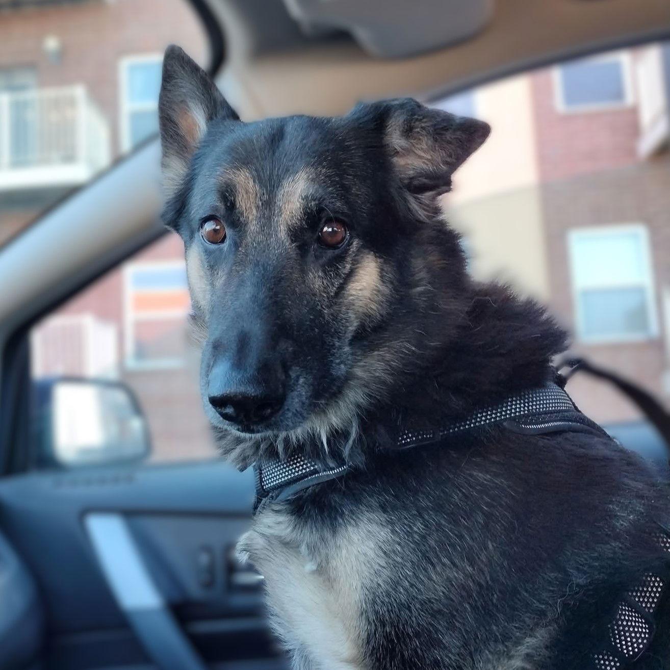 Enlarge Memaw, a Adoptable German Shepherd Dog in Fargo, ND image 3/3