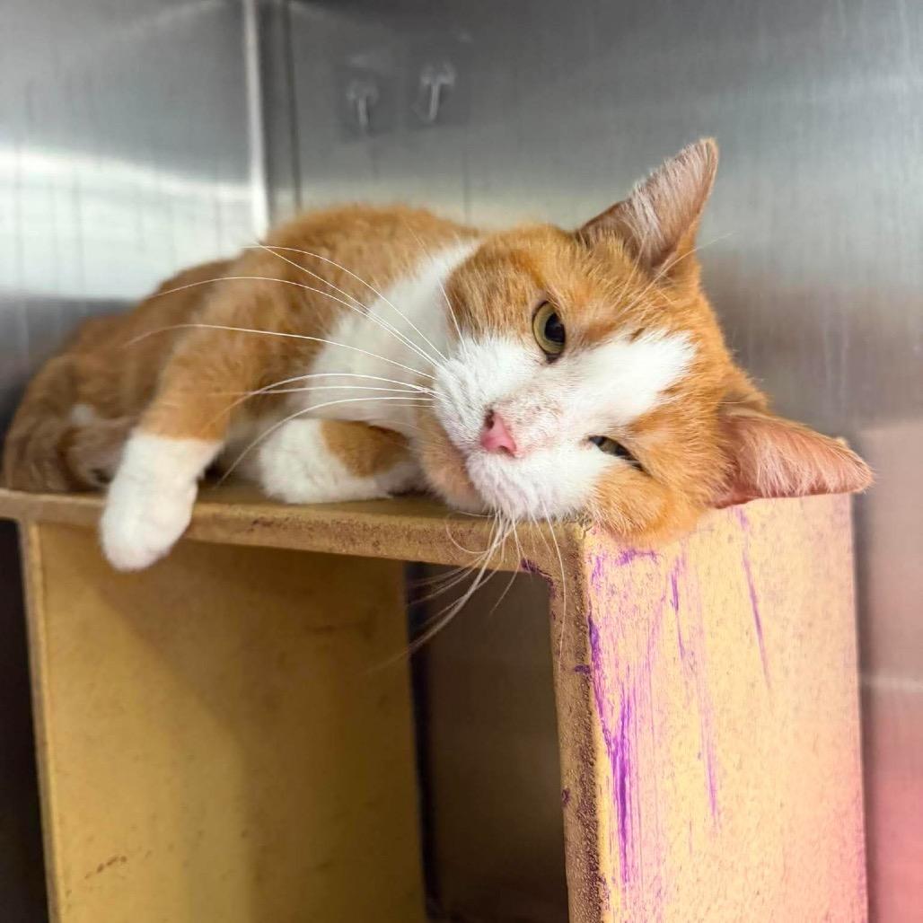 Enlarge Twinkie, a Adoptable Domestic Short Hair in Chillicothe, IL image 1/2
