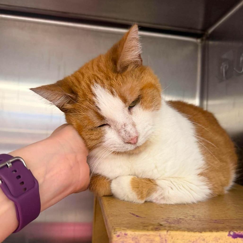 Enlarge Twinkie, a Adoptable Domestic Short Hair in Chillicothe, IL image 2/2