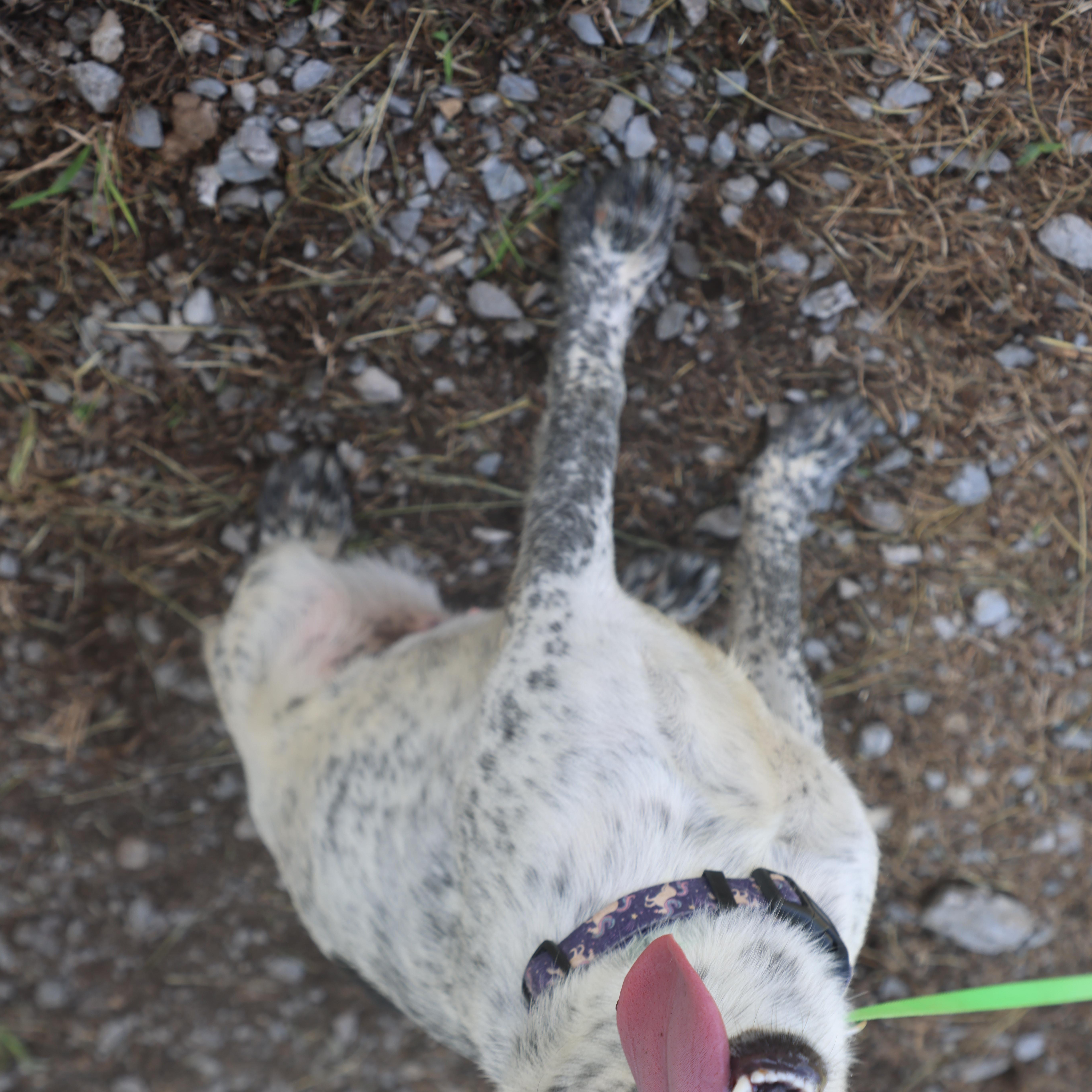 Midnight, a Adoptable Australian Cattle Dog / Blue Heeler in Lewisburg, TN image 2/5
