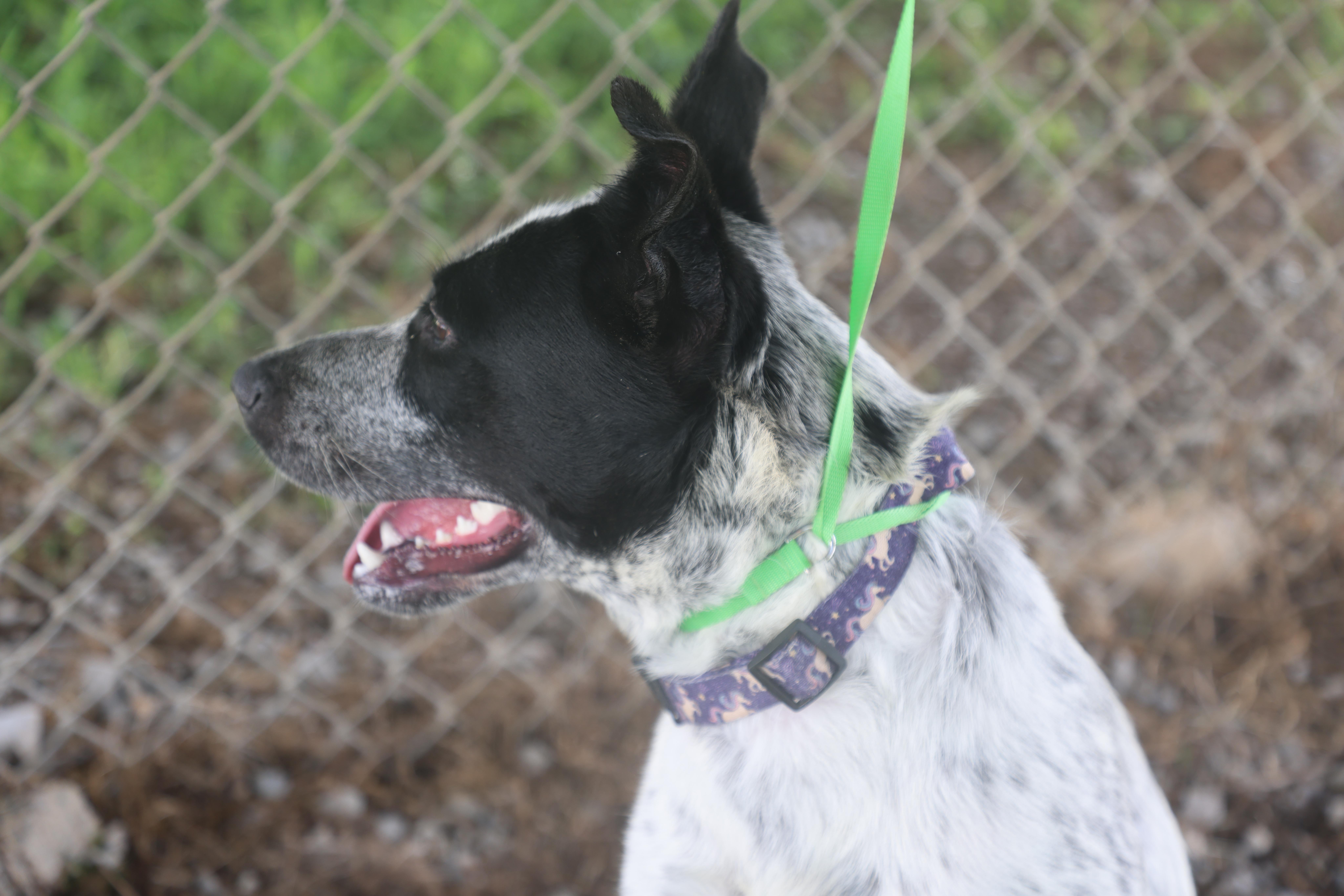Midnight, a Adoptable Australian Cattle Dog / Blue Heeler in Lewisburg, TN image 3/5