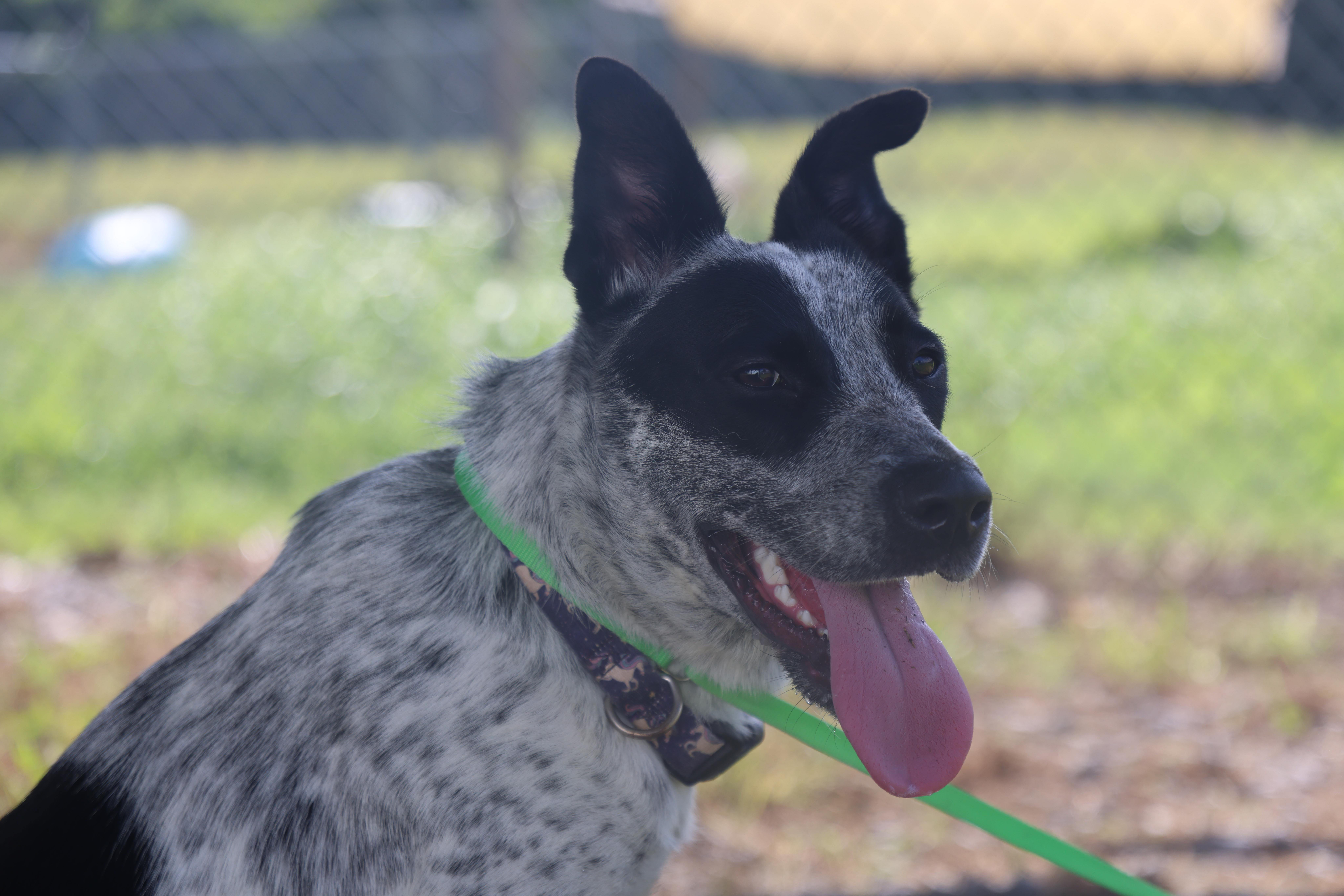 Midnight, a Adoptable Australian Cattle Dog / Blue Heeler in Lewisburg, TN image 1/5