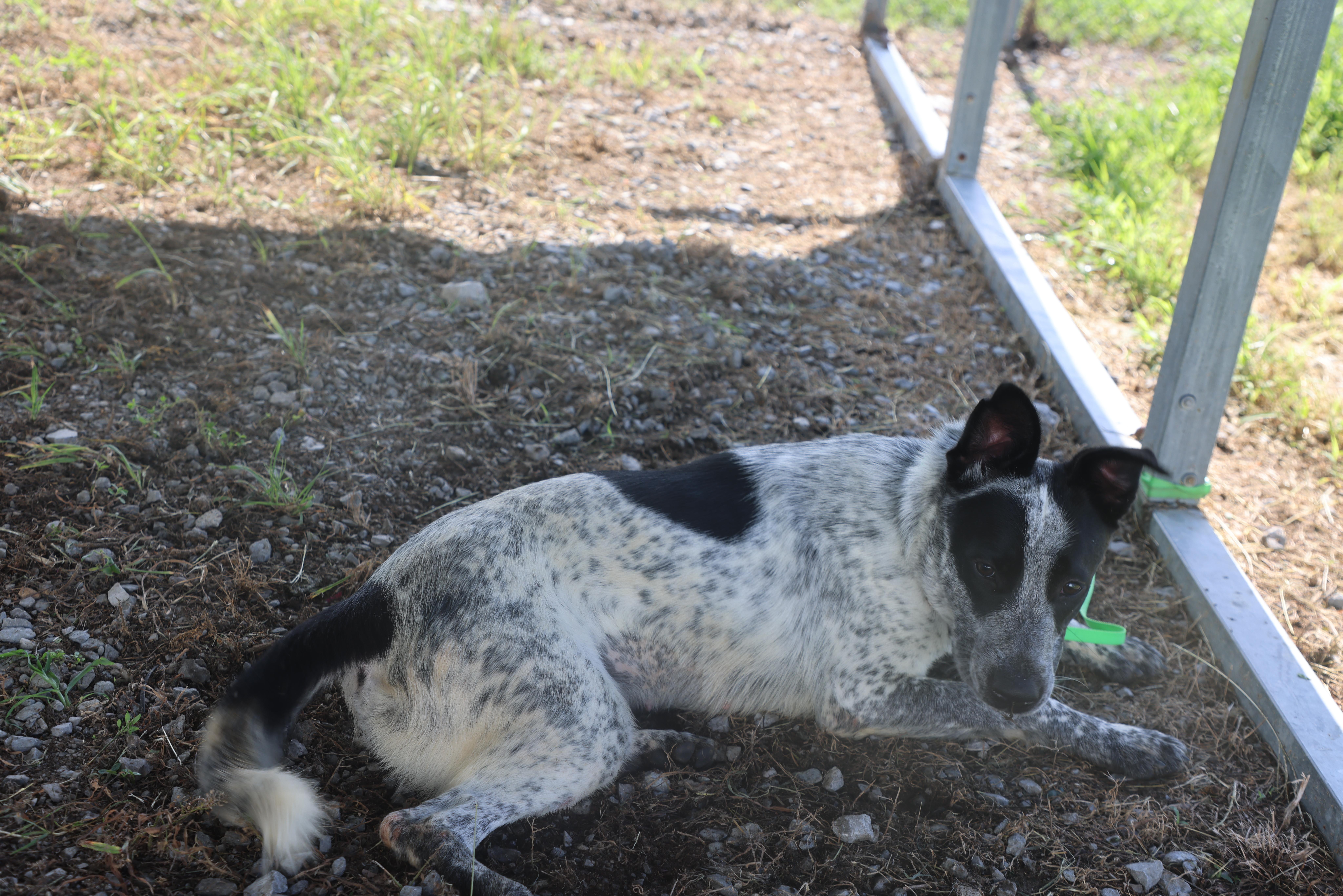 Midnight, a Adoptable Australian Cattle Dog / Blue Heeler in Lewisburg, TN image 4/5