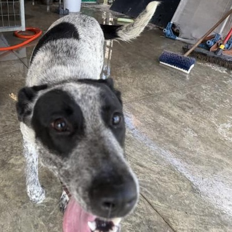 Midnight, a Adoptable Australian Cattle Dog / Blue Heeler in Lewisburg, TN image 3/3
