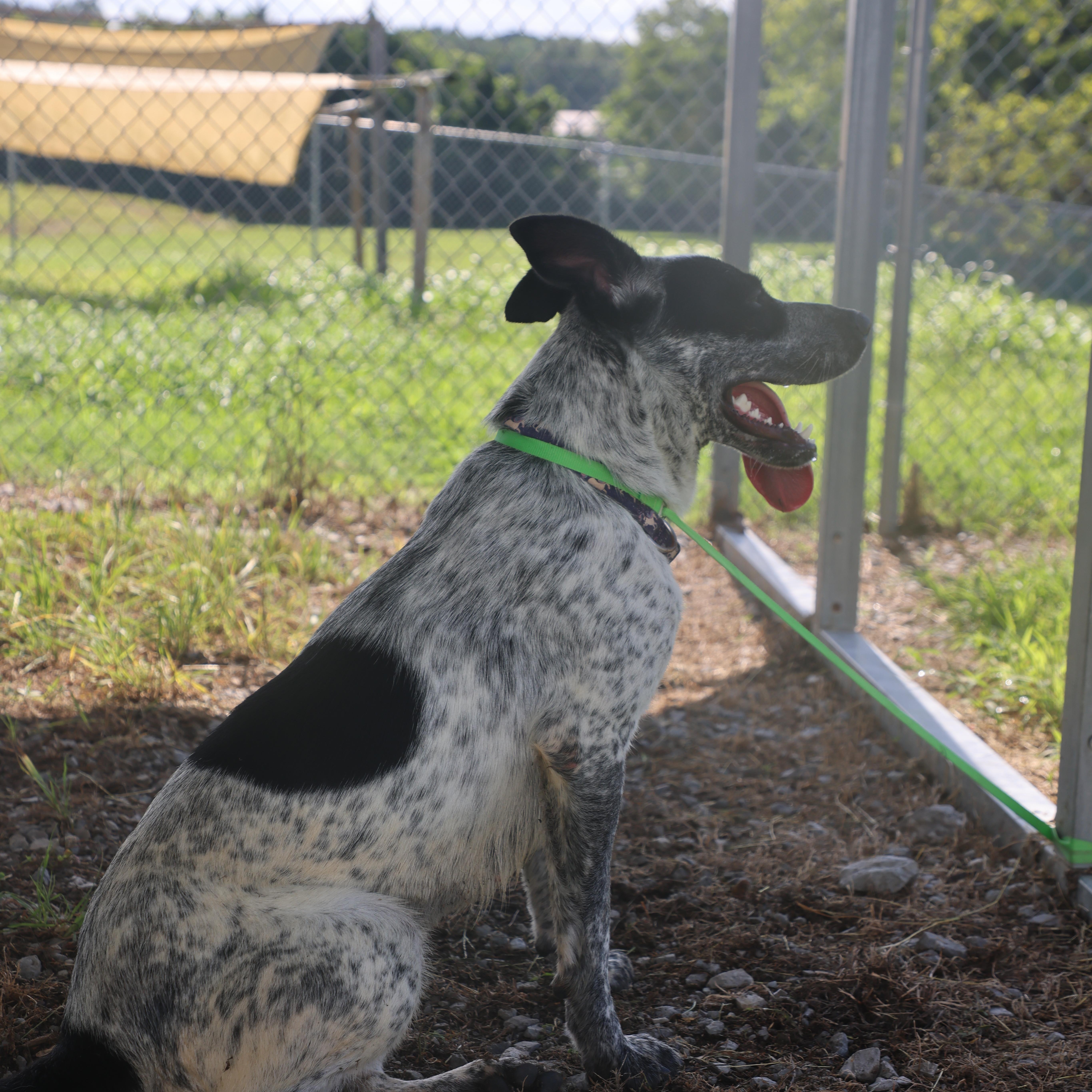 Midnight, a Adoptable Australian Cattle Dog / Blue Heeler in Lewisburg, TN image 5/5