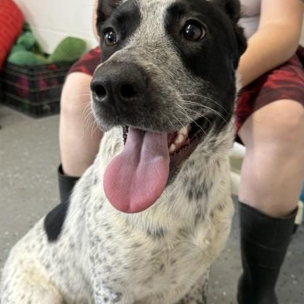 Midnight, a Adoptable Australian Cattle Dog / Blue Heeler in Lewisburg, TN image 2/3