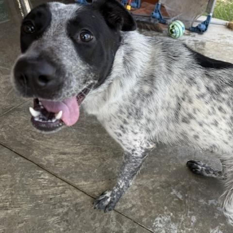 Midnight, a Adoptable Australian Cattle Dog / Blue Heeler in Lewisburg, TN image 1/3