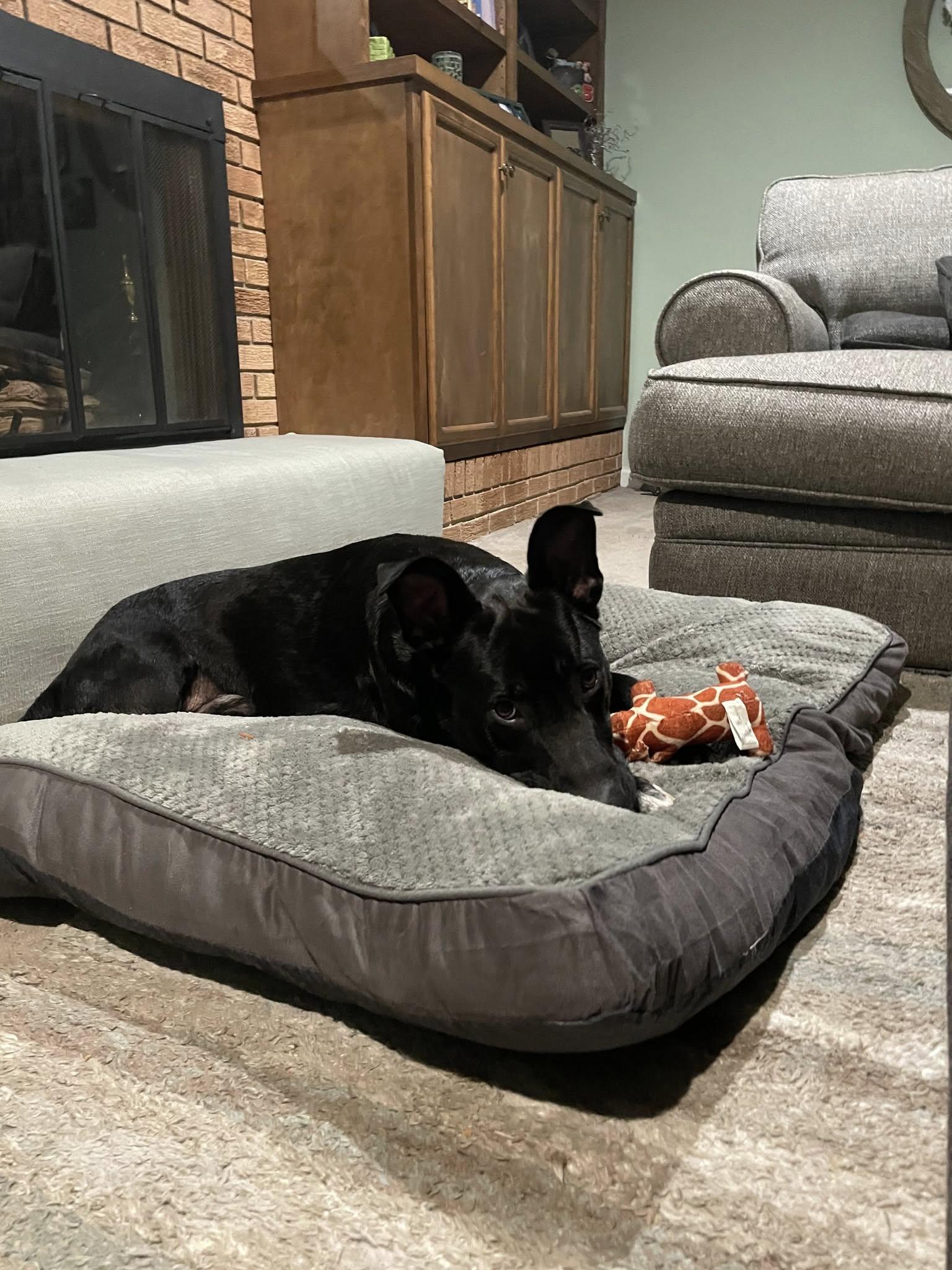 Gentry, Adoptable, Young Male German Shepherd Dog & Black Labrador Retriever.