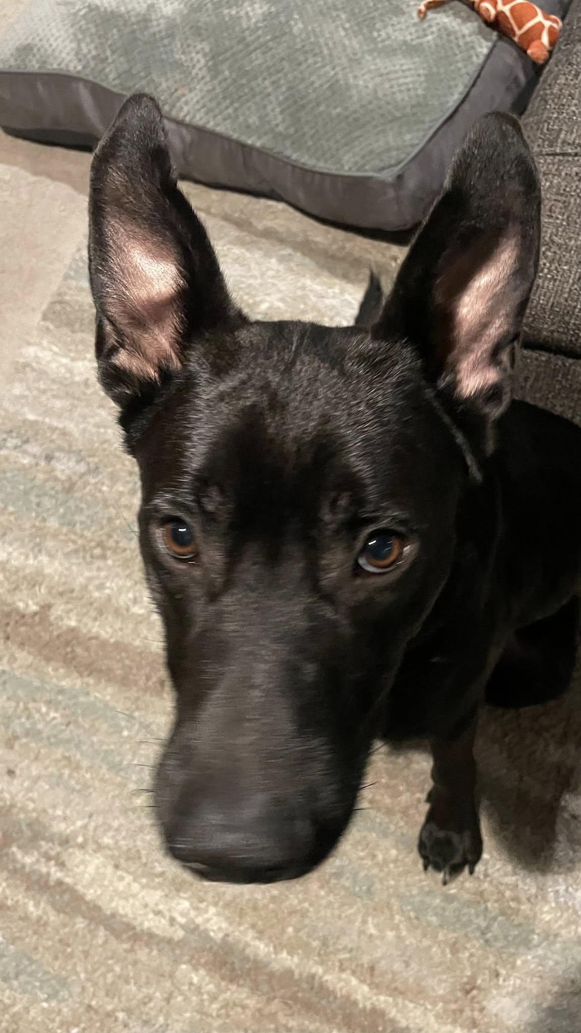 Enlarge Gentry, a Adoptable mixed breed in Charlotte, NC image 2/3