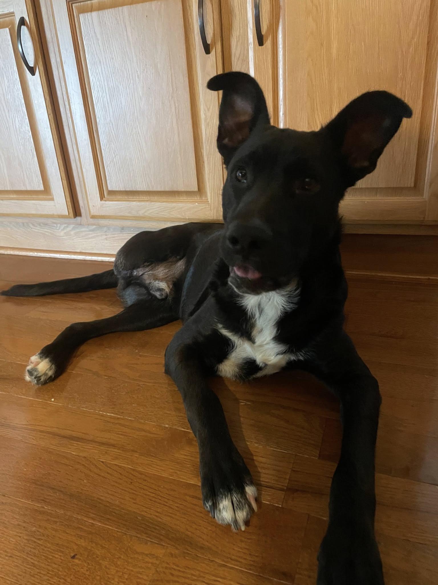 Enlarge Gentry, a Adoptable mixed breed in Charlotte, NC image 3/3