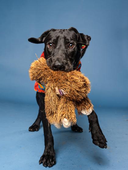 Gribble, Adoptable, Adult Male Labrador Retriever.