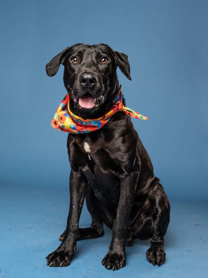 Gribble, a Adoptable Labrador Retriever in Atlanta, GA image 2/3
