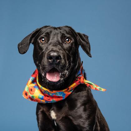 Gribble, a Adoptable Labrador Retriever in Atlanta, GA image 3/3