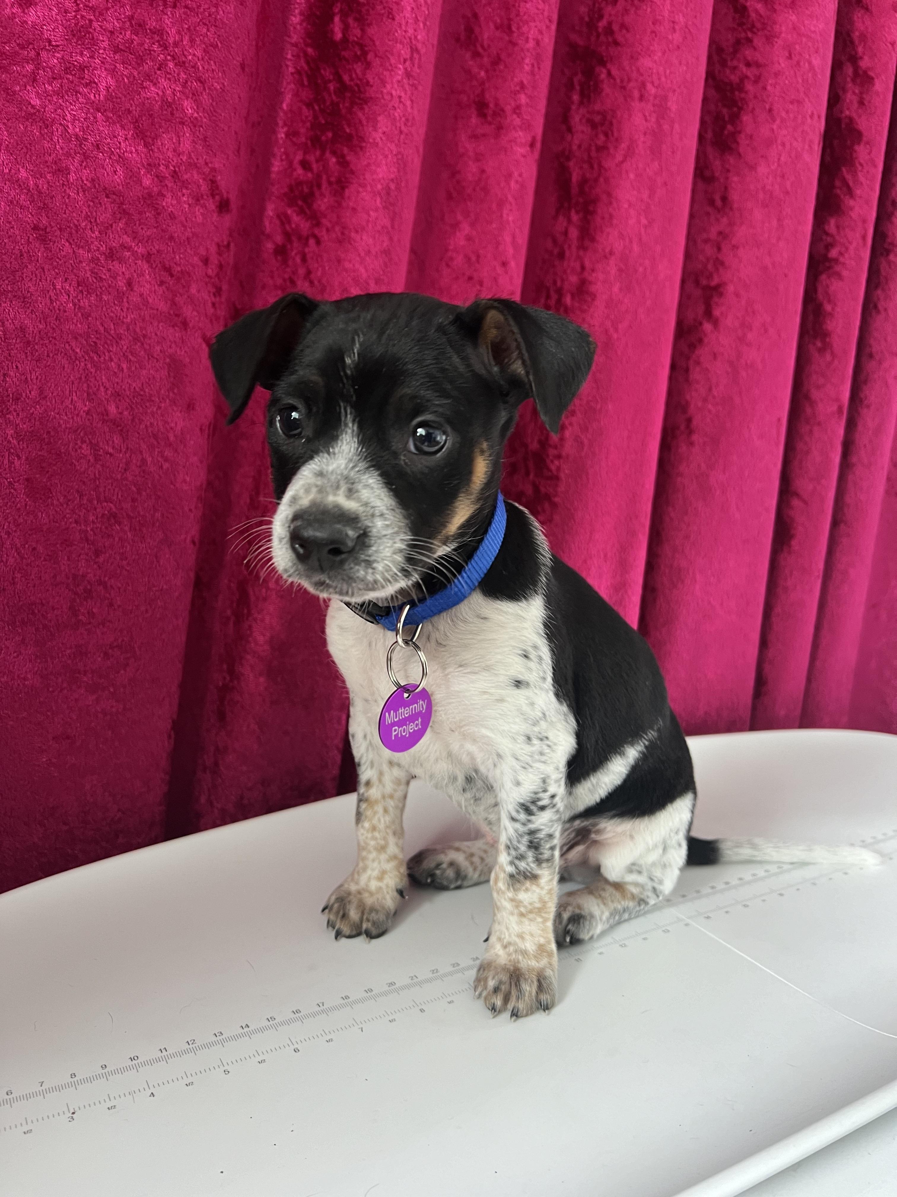 Enlarge Freddy Mercury, an adoptable mixed breed in West Hollywood, CA image 2/5