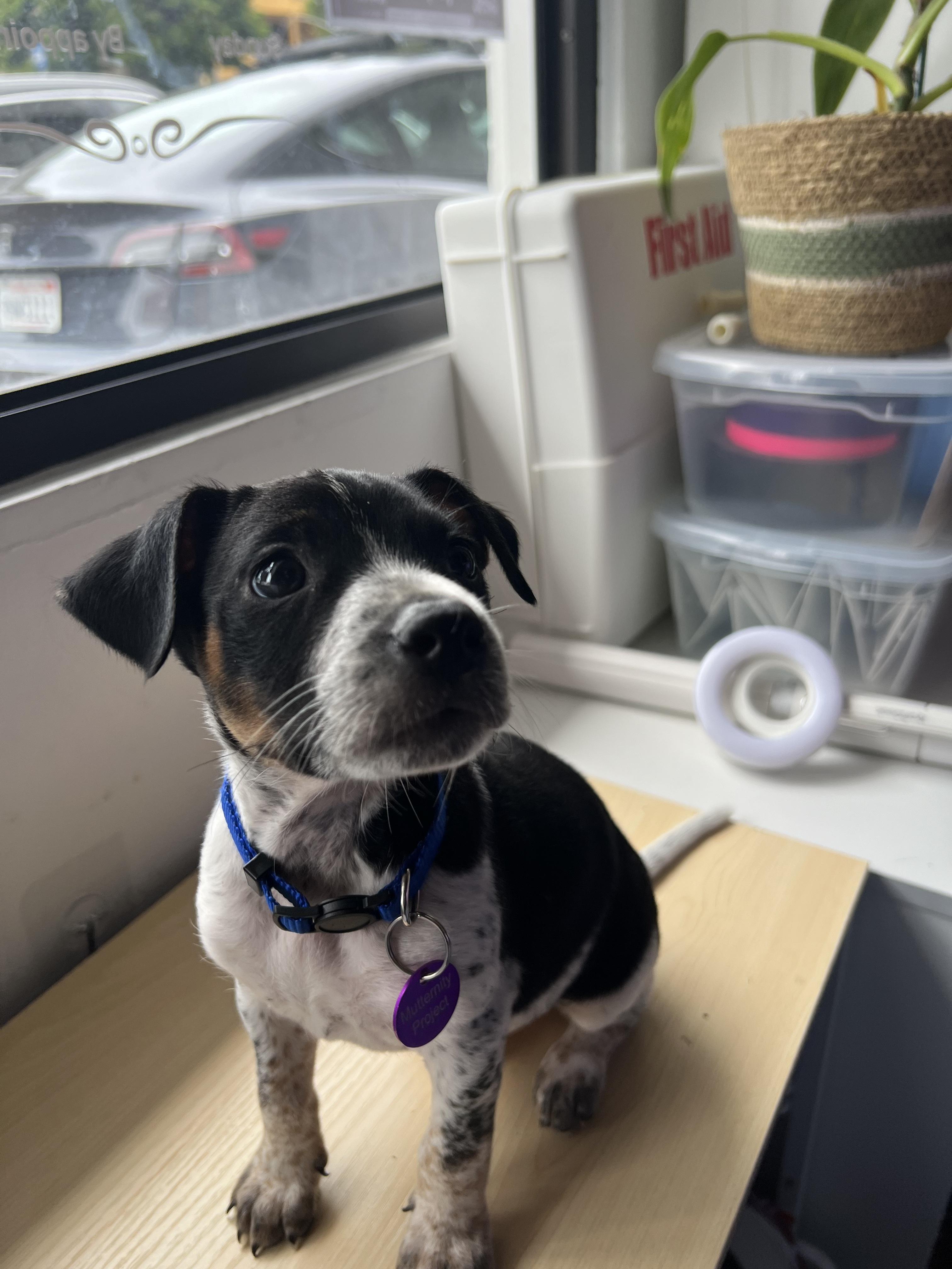Enlarge Freddy Mercury, an adoptable mixed breed in West Hollywood, CA image 5/5