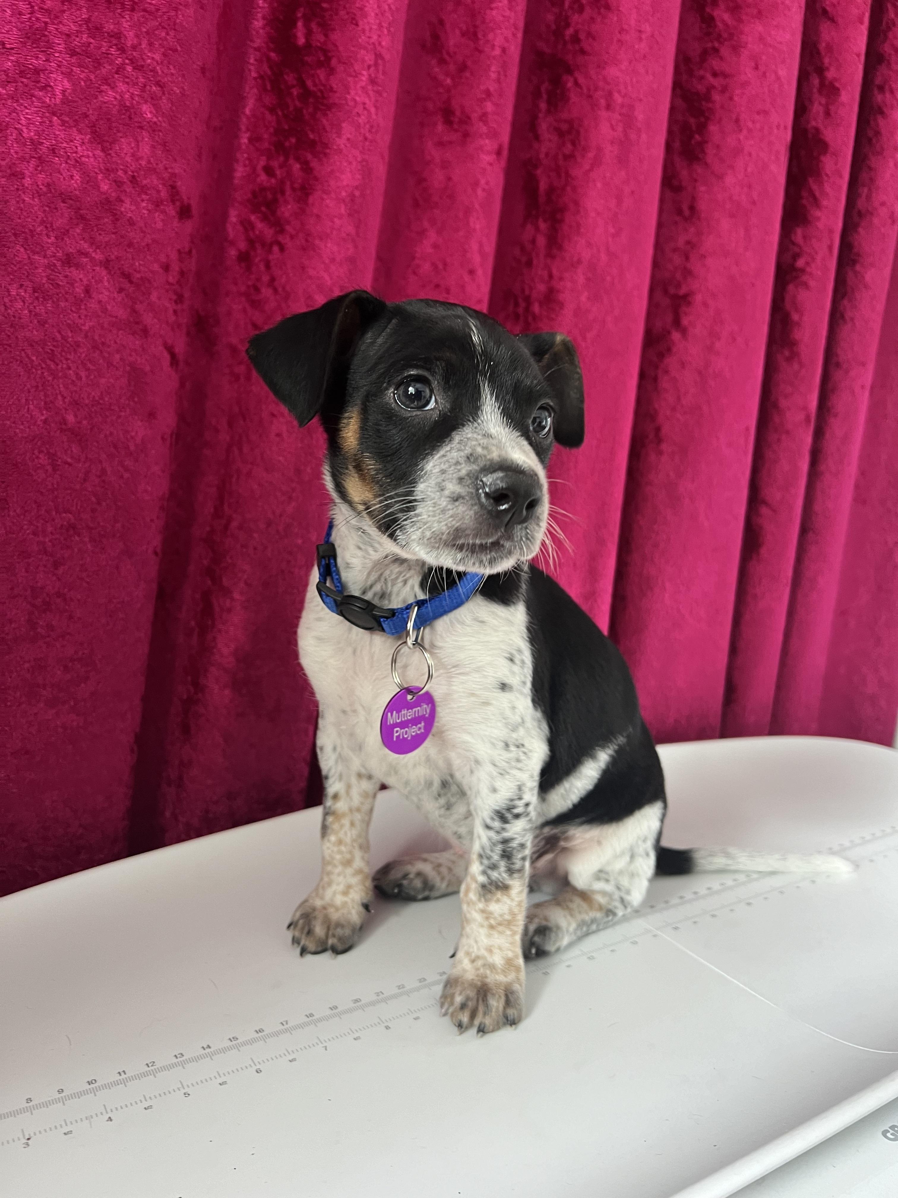 Enlarge Freddy Mercury, an adoptable mixed breed in West Hollywood, CA image 3/5