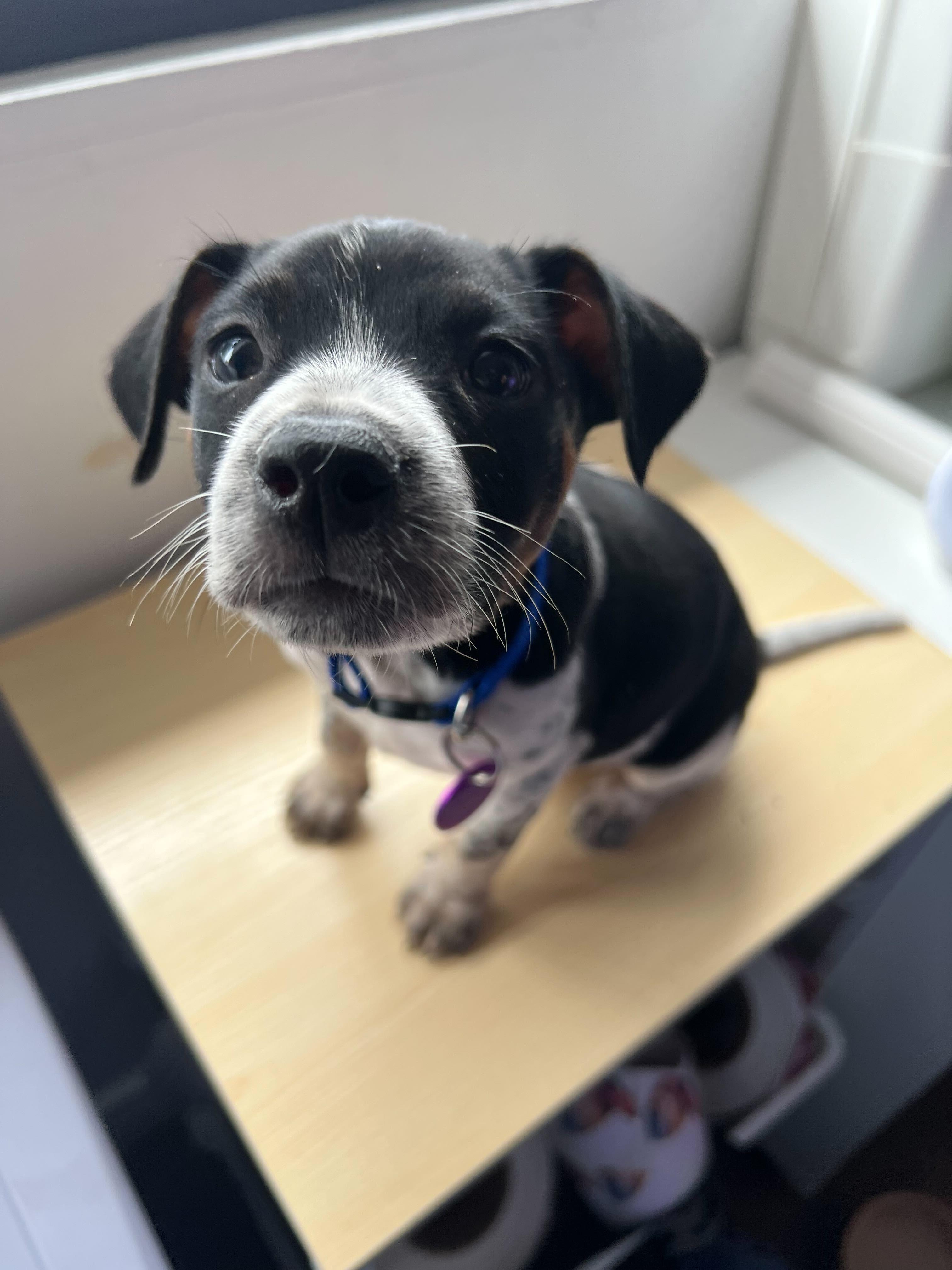Enlarge Freddy Mercury, an adoptable mixed breed in West Hollywood, CA image 4/5