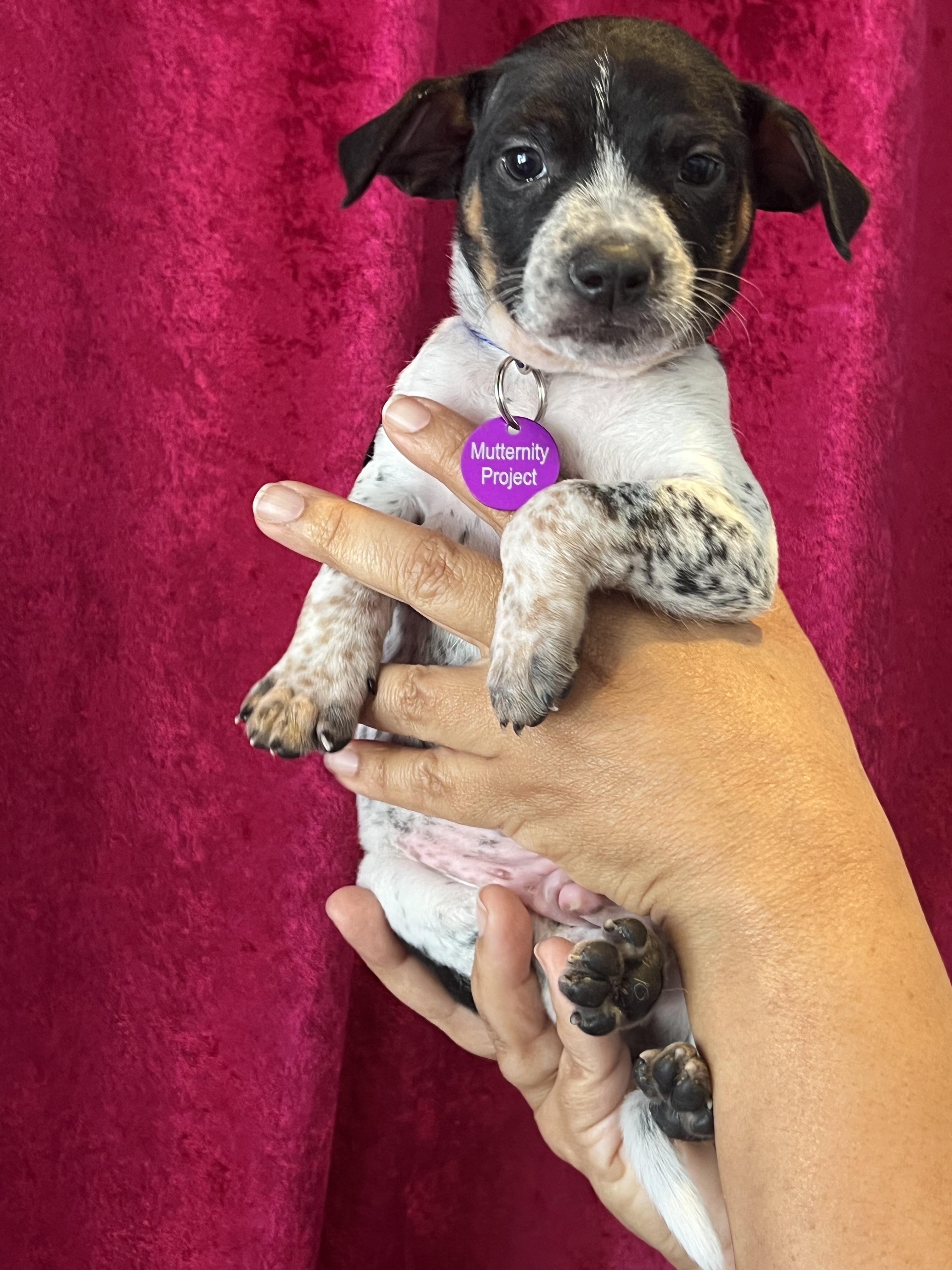 Enlarge Freddy Mercury, an adoptable mixed breed in West Hollywood, CA image 1/5