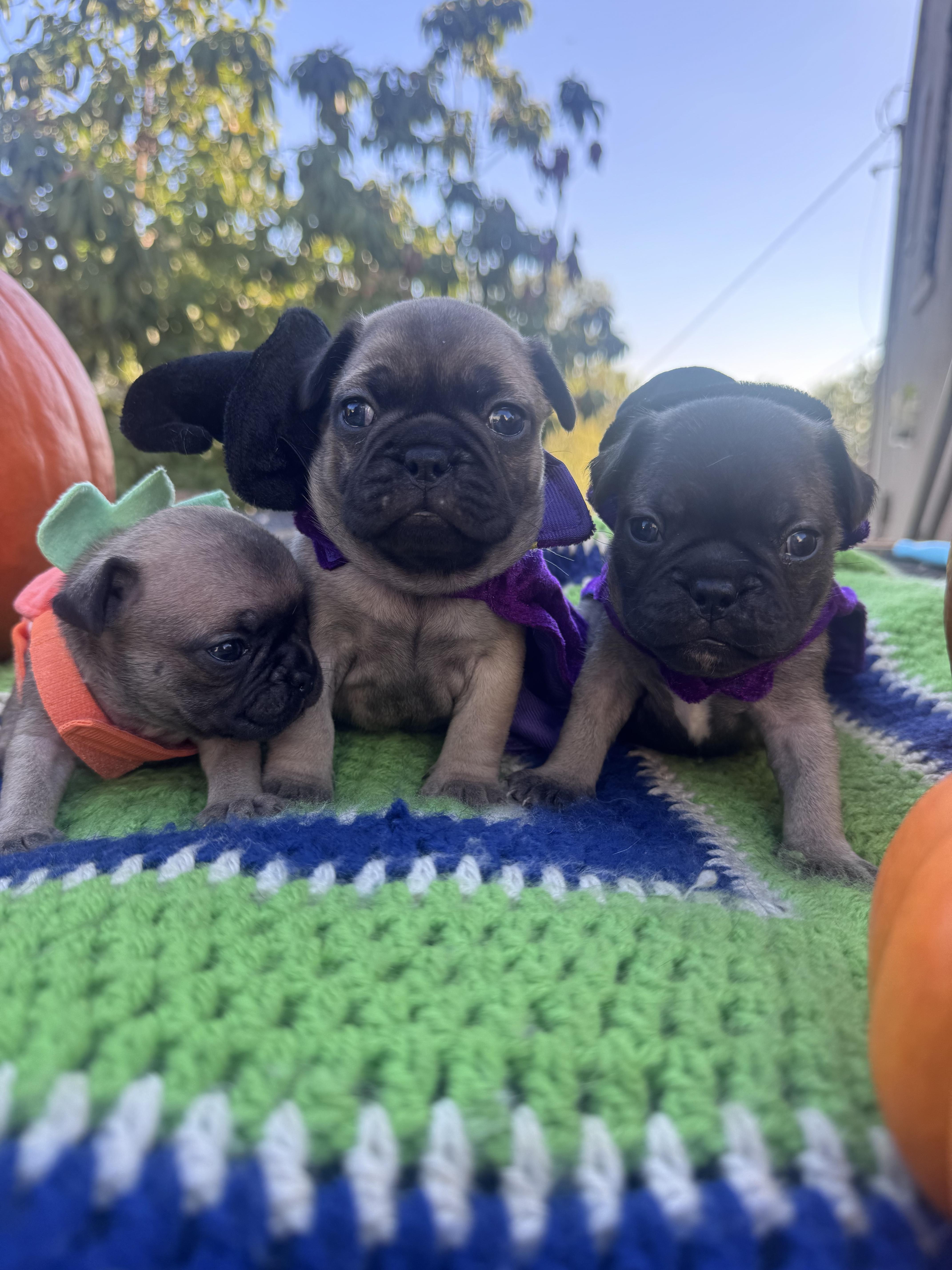 Marney, Dylan, and Sophie, Adoptable, Puppy Female French Bulldog.