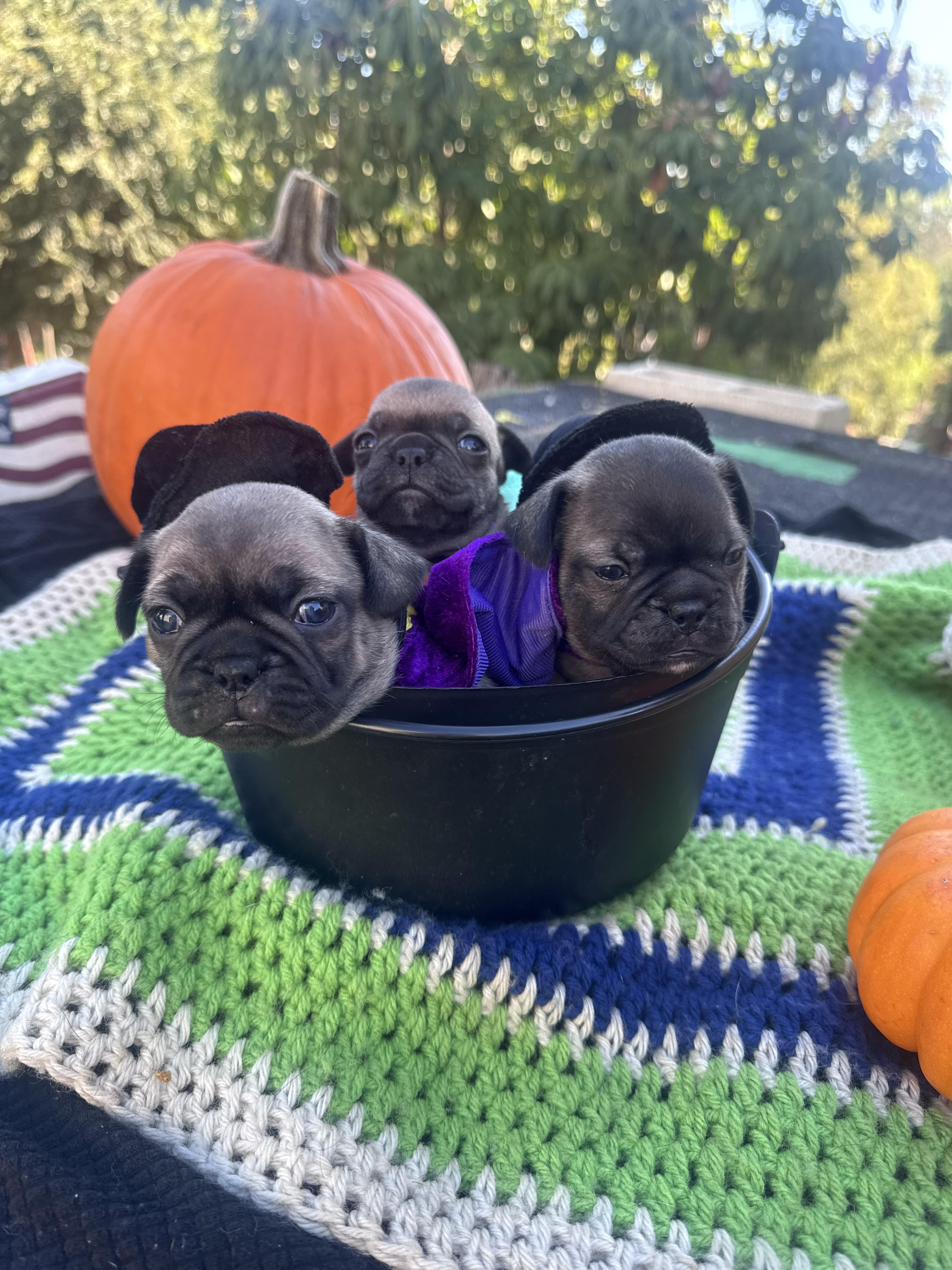 Enlarge Marney, Dylan, and Sophie, a Adoptable French Bulldog in rowland heights, CA image 2/4