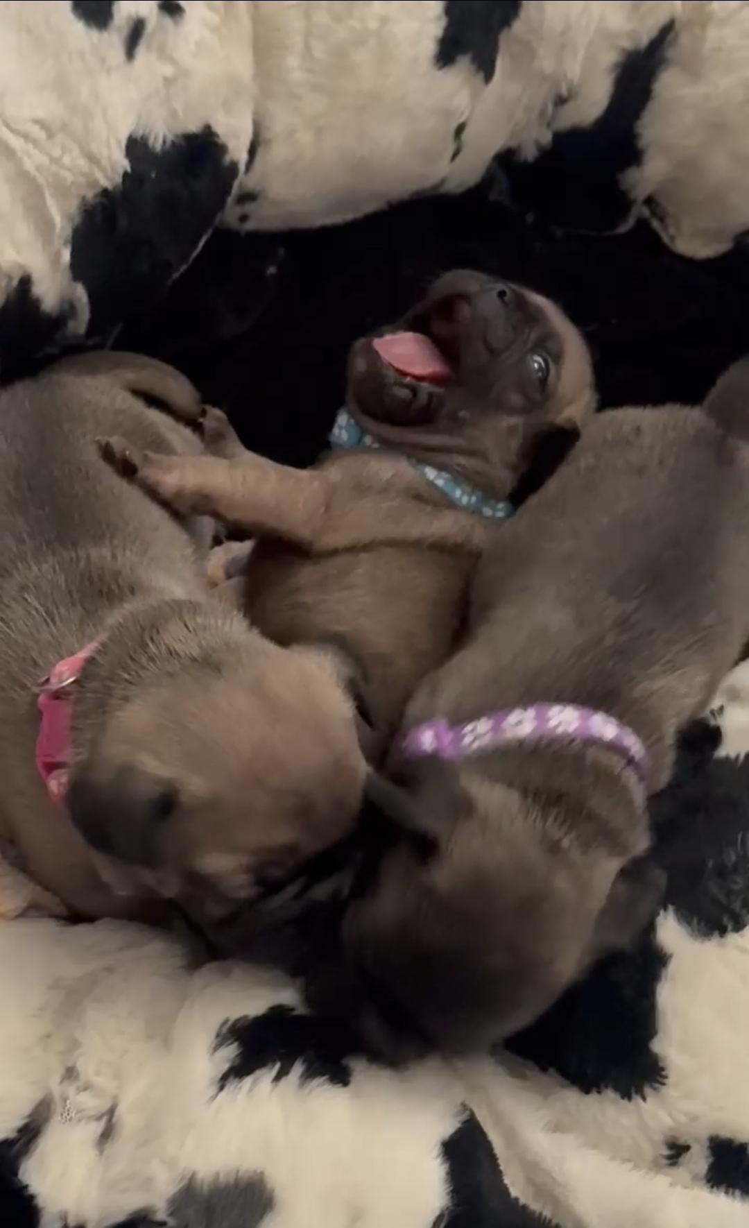 Enlarge Marney, Dylan, and Sophie, a Adoptable French Bulldog in rowland heights, CA image 3/4